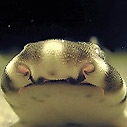 For Mother's Day - Adopt a shark pup at the Santa Monica Pier Aquarium